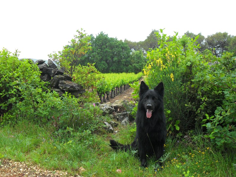 Onyx in La Roque-sur-Cèze (7).jpg